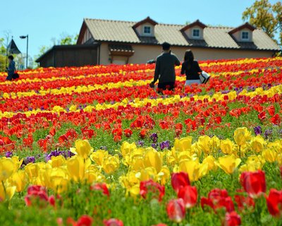 🌳 사카이 녹색 박물관(하베스트노오카)